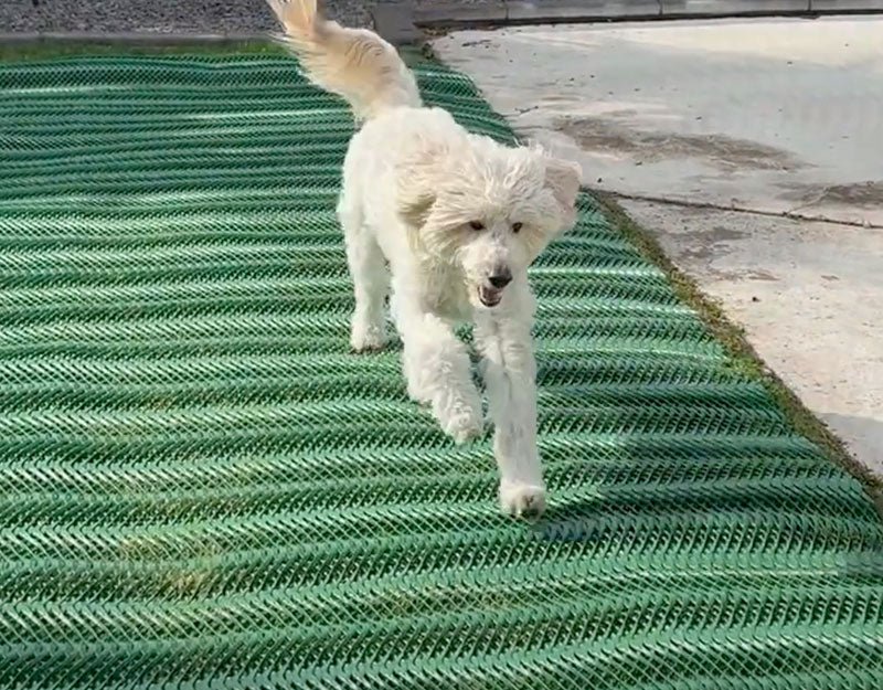 Anti-Digging Dog Mesh