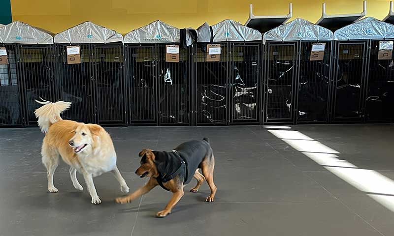 Dog Kennel Panels - Flexible